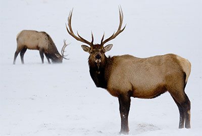 Wildlife-Tours